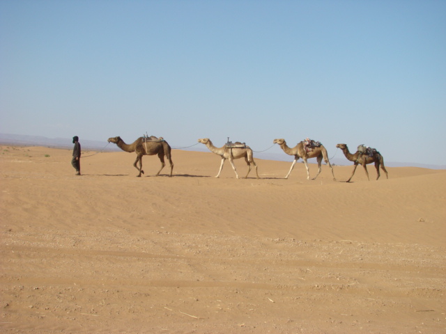 camel trek in Morocco